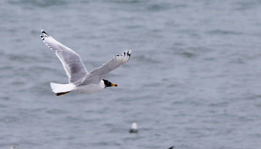 Pallas`s Gull