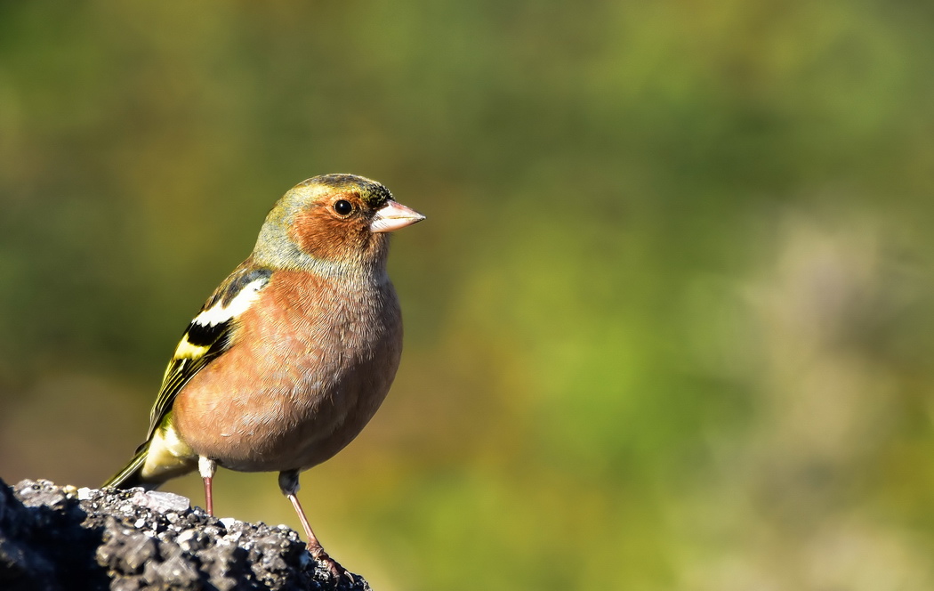 Eurasian Chaffinch