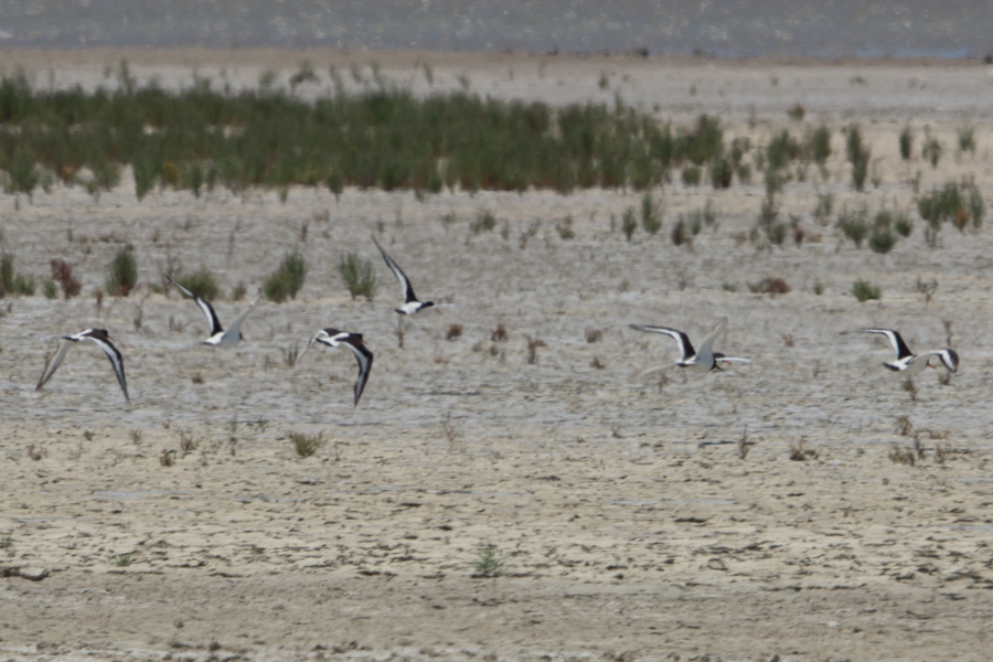 Eurasian Oystercatcher