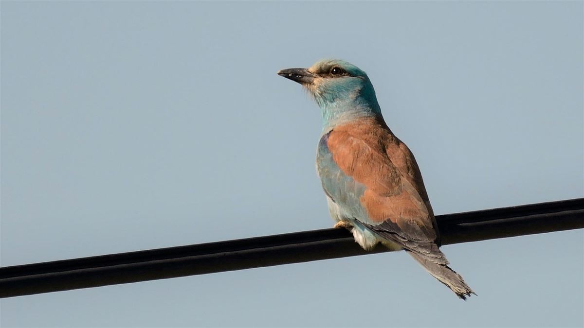 European Roller