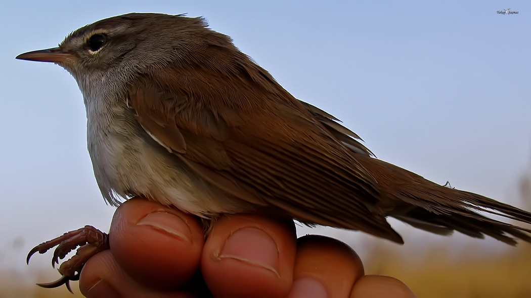 Cetti`s Warbler