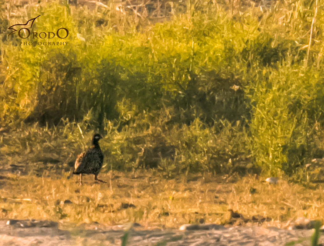 Black Francolin