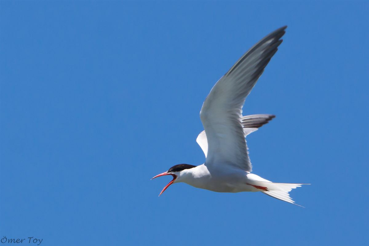Common Tern
