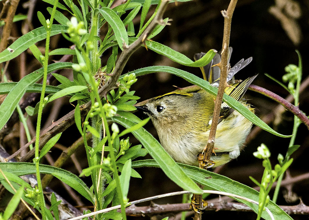 Goldcrest