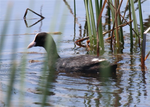 Eurasian Coot
