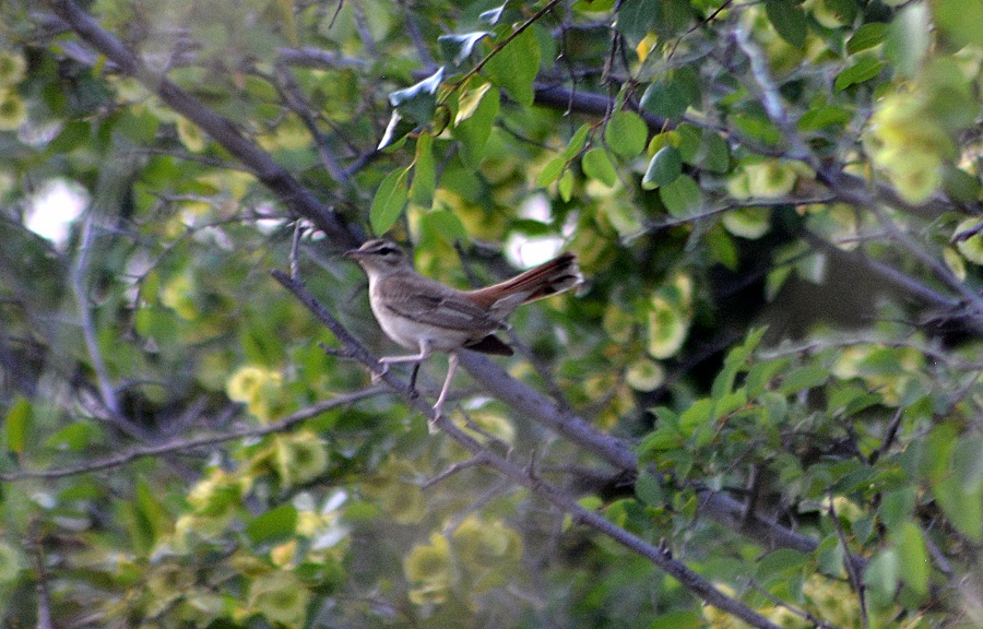 Rufous-tailed Scrub Robin