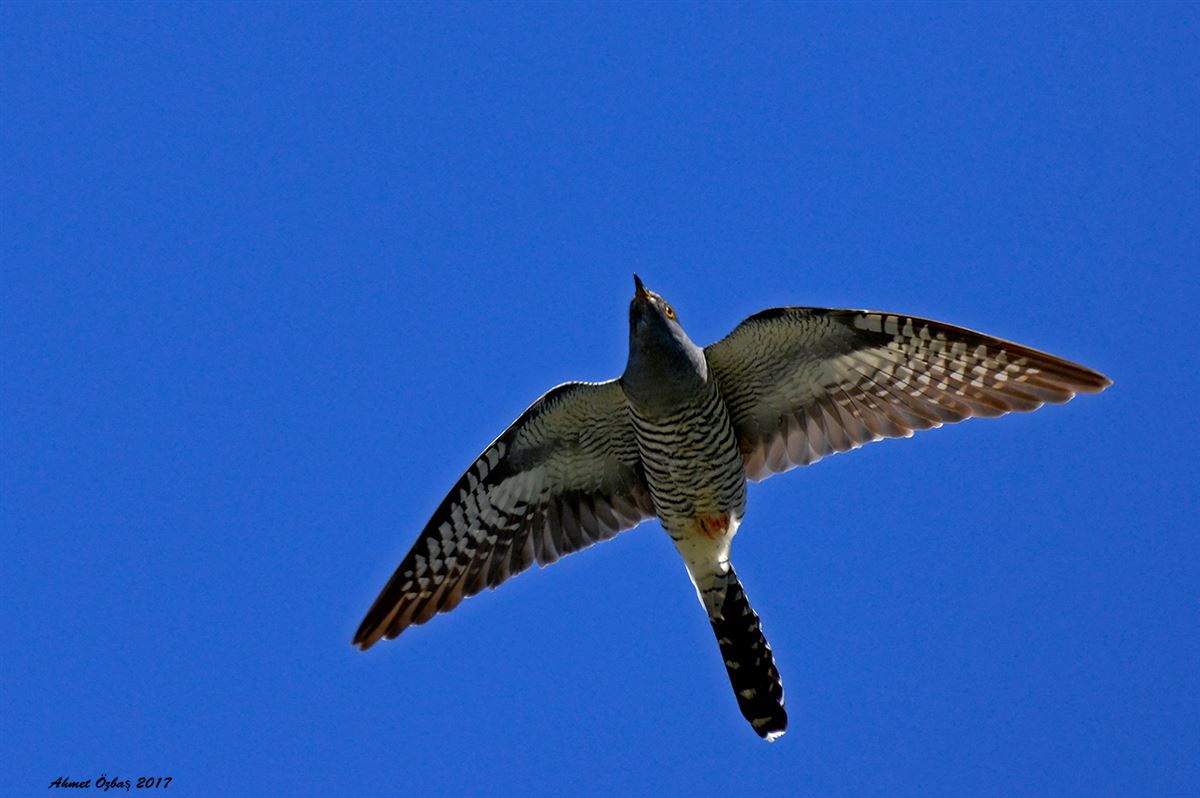 Common Cuckoo