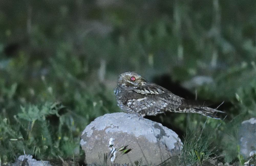 European Nightjar