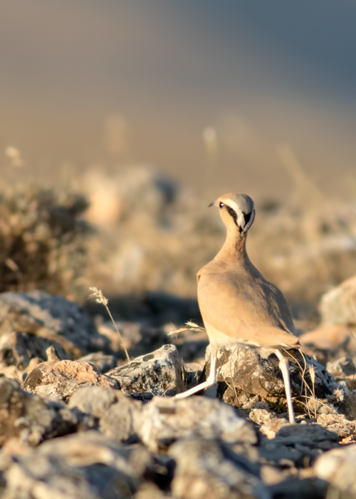Cream-colored Courser