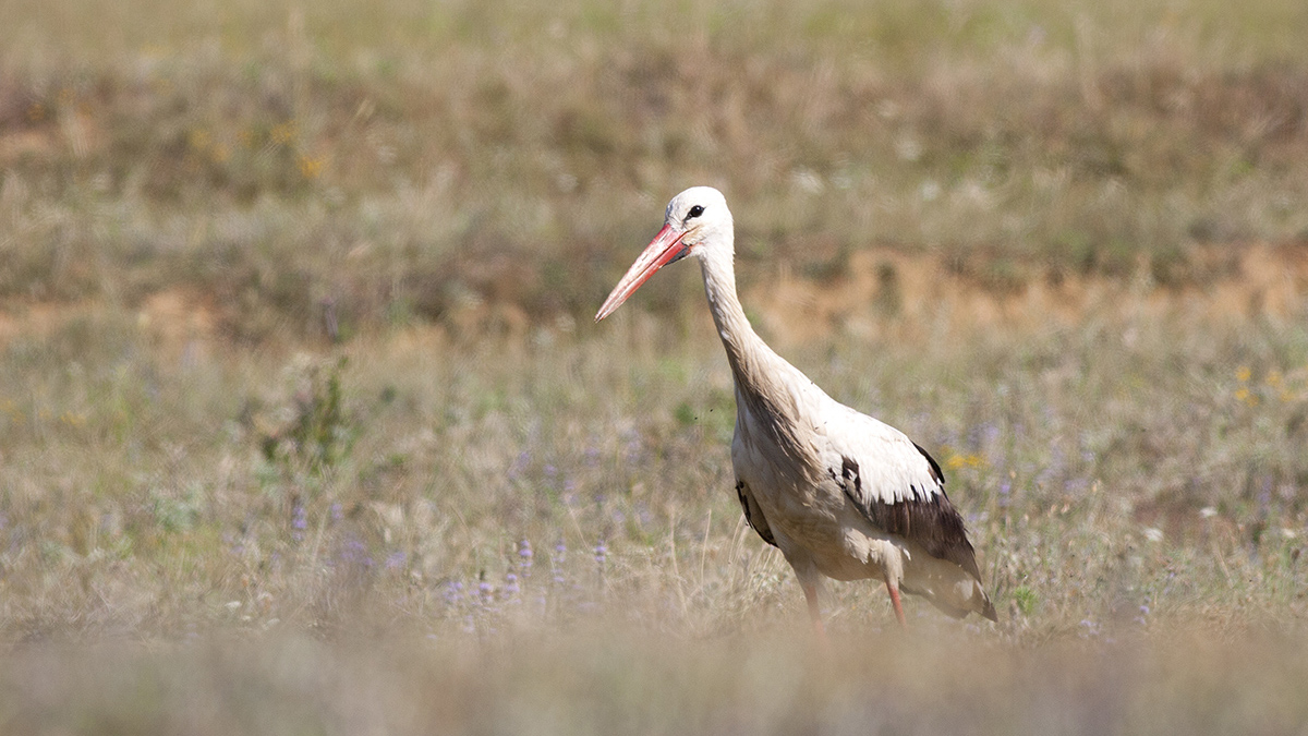 White Stork