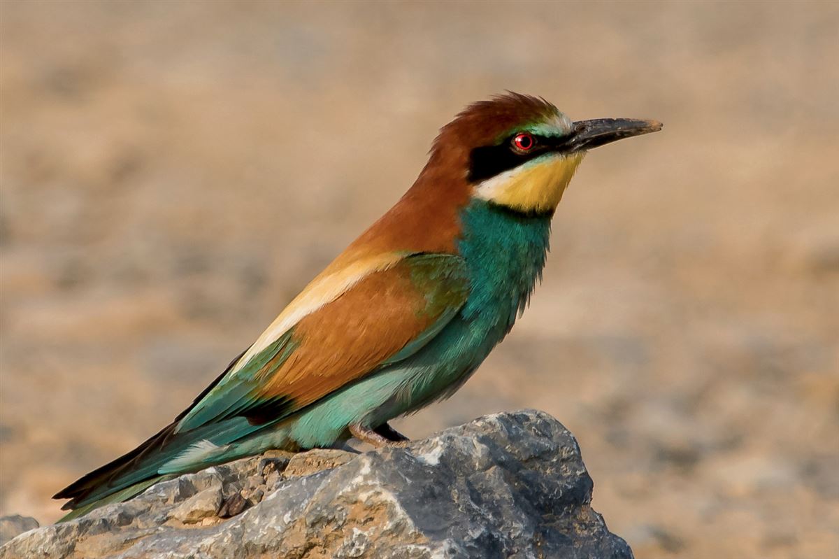 European Bee-eater