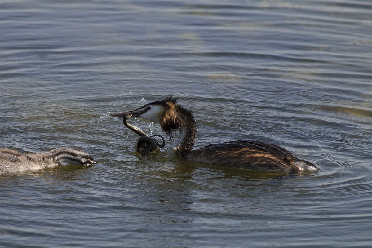 Great Crested Grebe