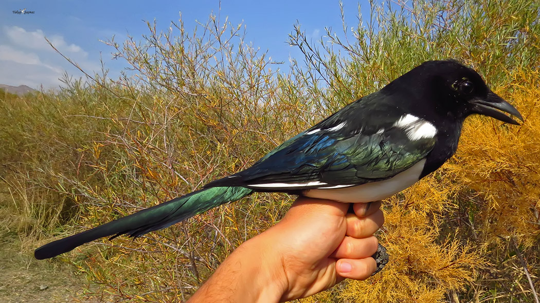 Eurasian Magpie