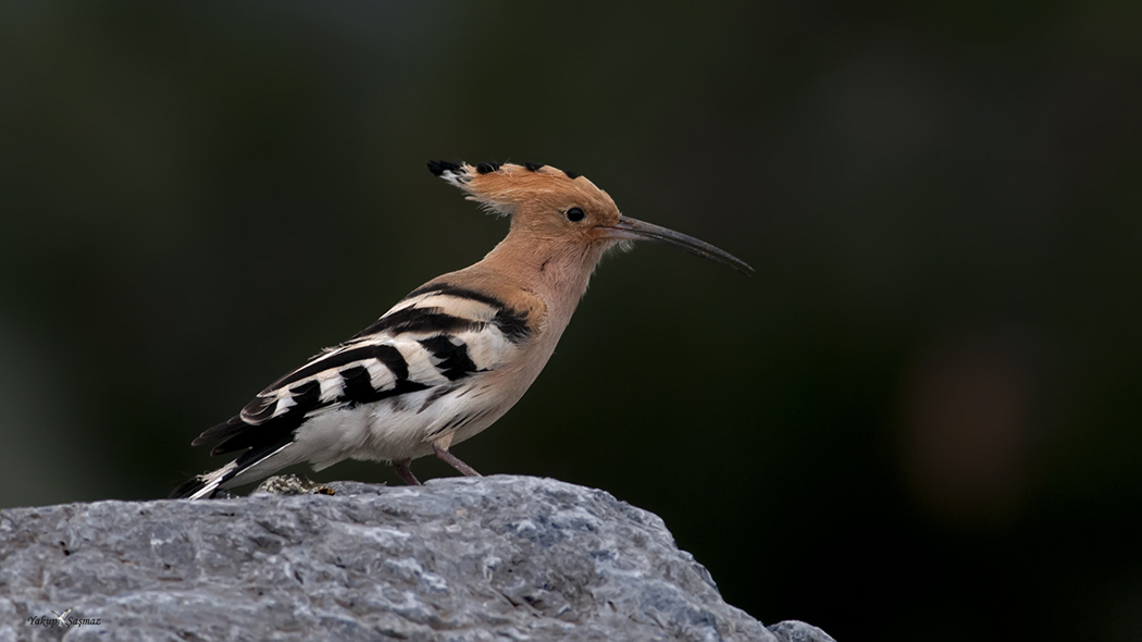 Common Hoopoe