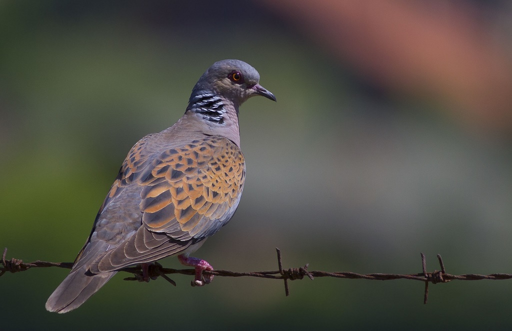 European Turtle Dove