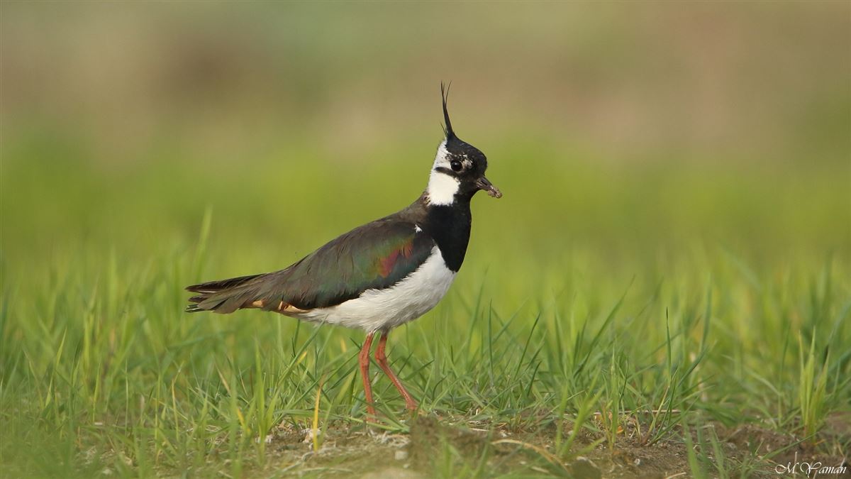 Northern Lapwing