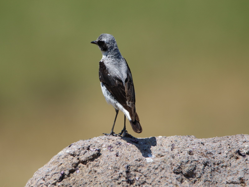 Northern Wheatear