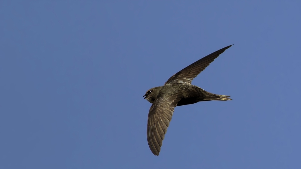 Common Swift