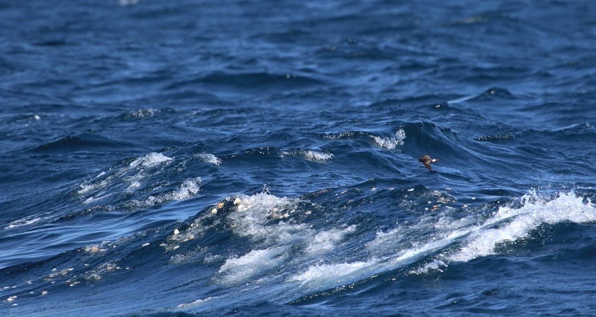 European Storm Petrel