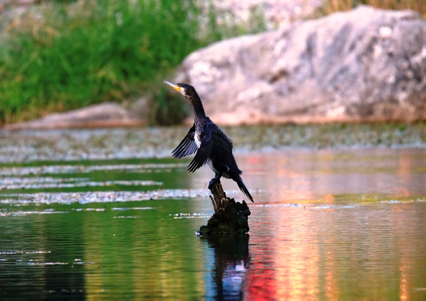 Great Cormorant