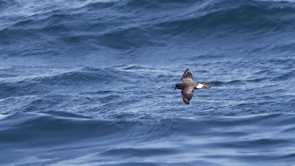 European Storm Petrel