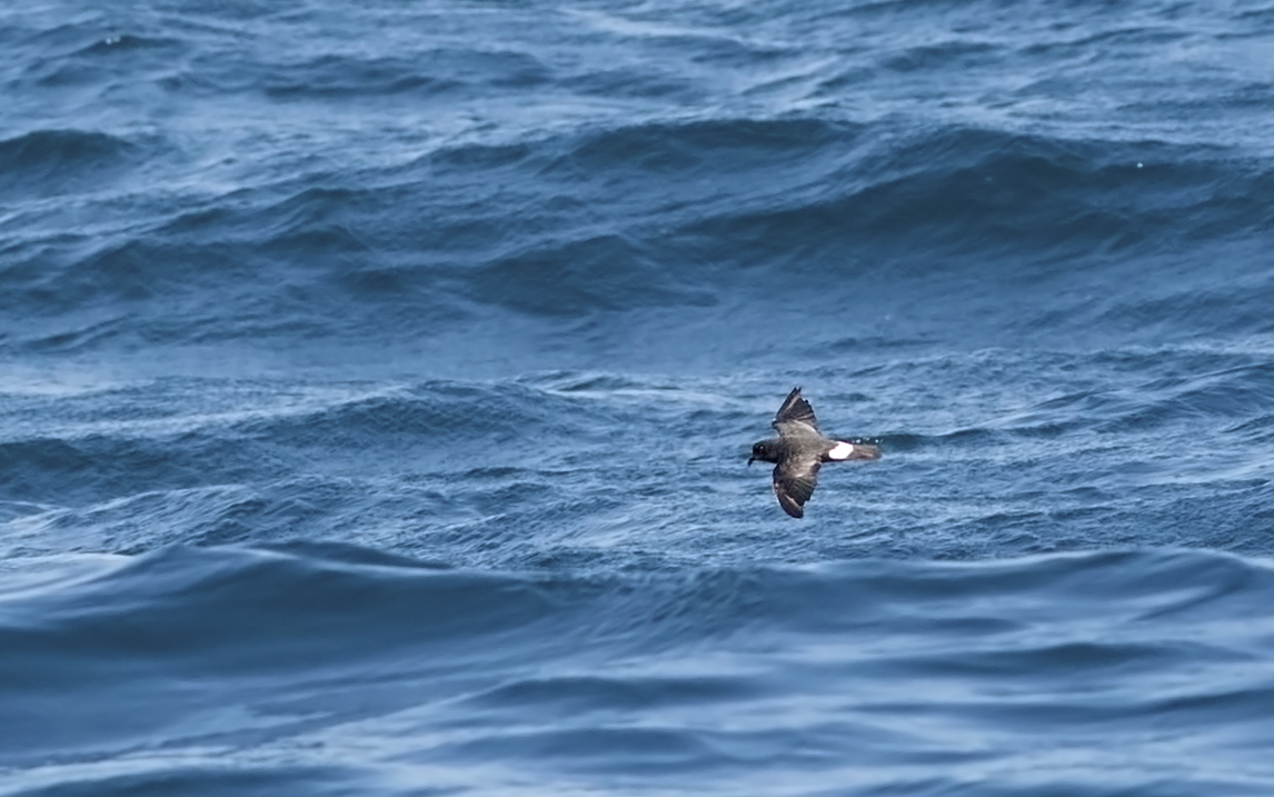 European Storm Petrel
