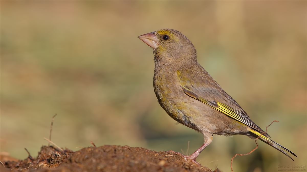 European Greenfinch