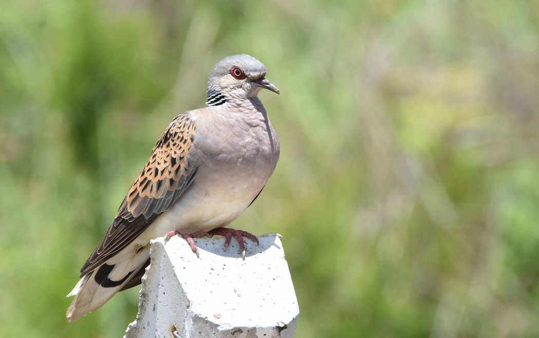 European Turtle Dove