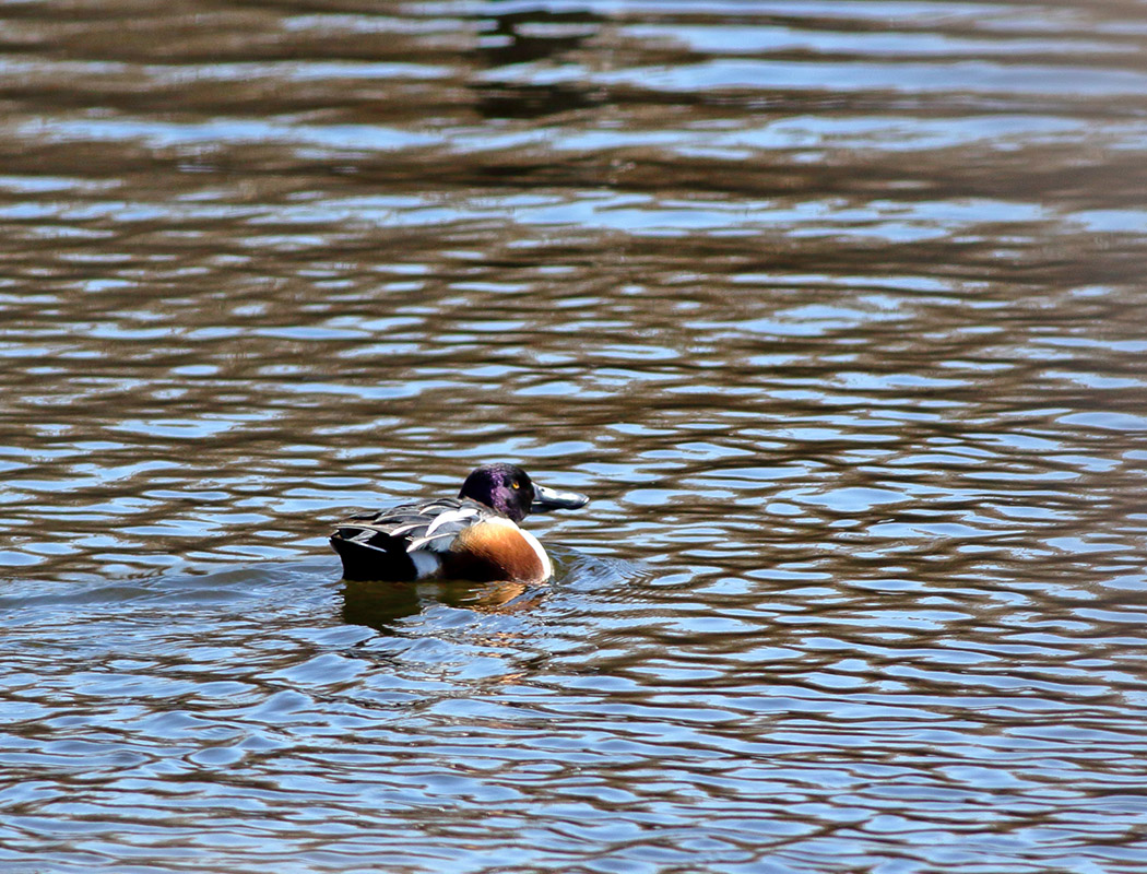 Northern Shoveler