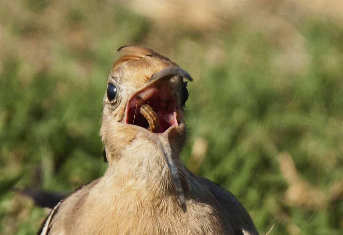 Common Hoopoe