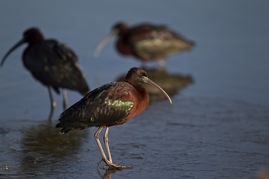 Glossy Ibis