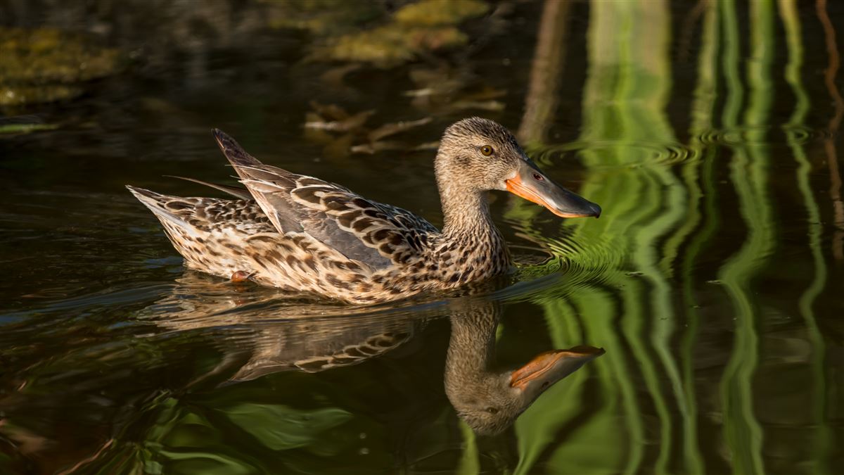 Northern Shoveler