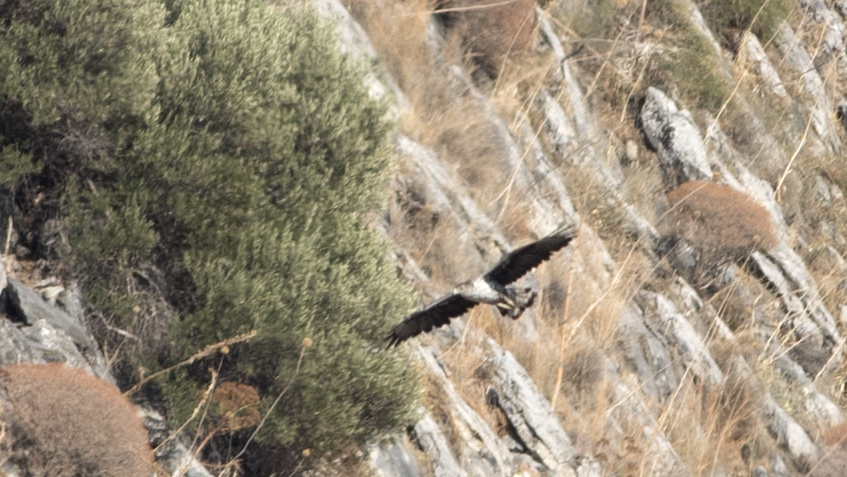 Bonelli`s Eagle