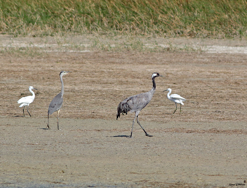Common Crane