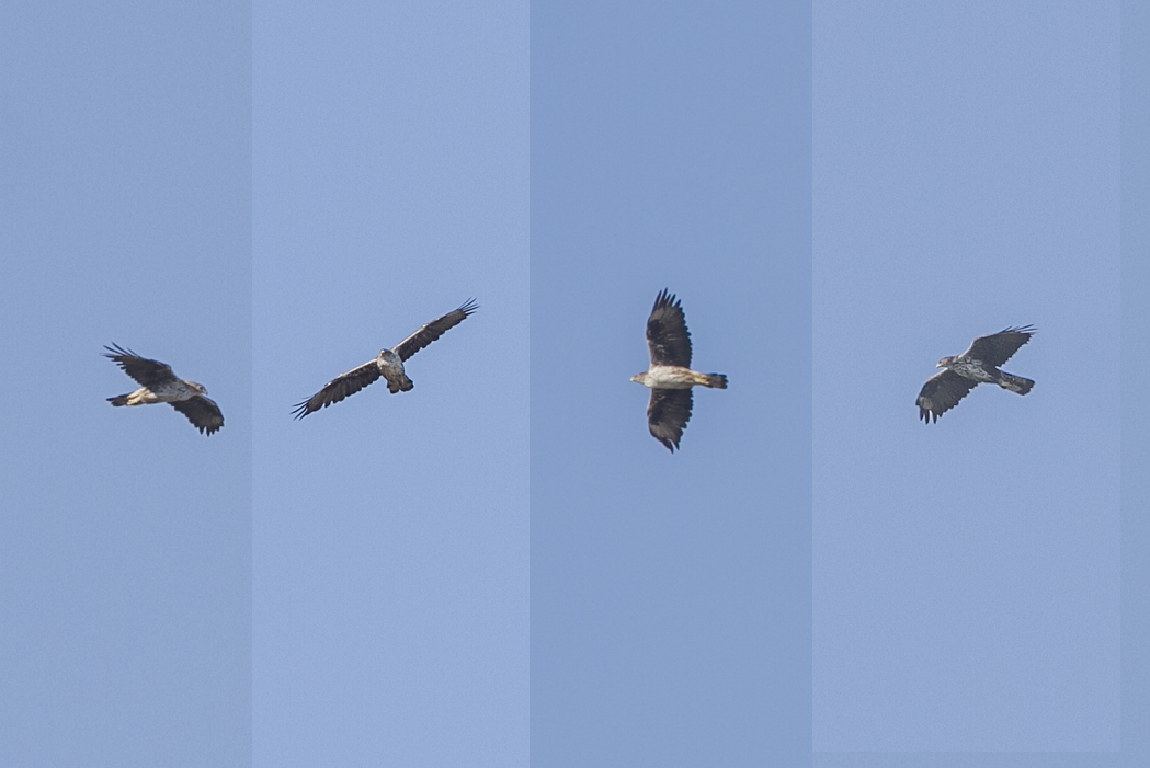 Bonelli`s Eagle