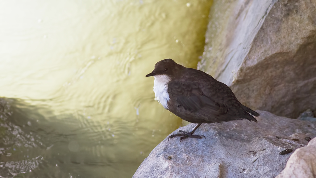 White-throated Dipper