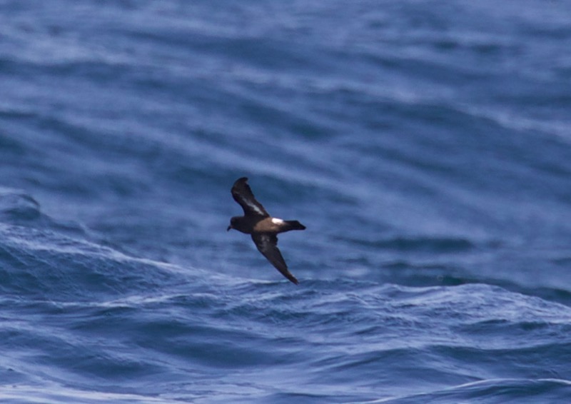 European Storm Petrel
