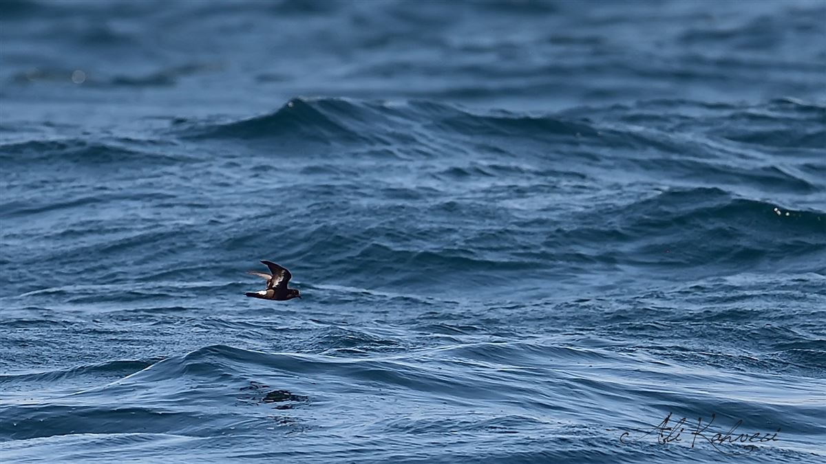 European Storm Petrel