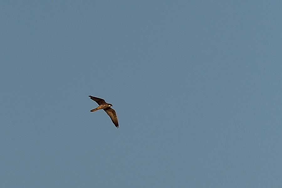 Eleonora`s Falcon