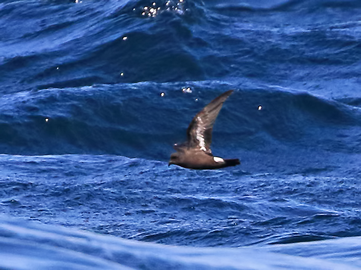 European Storm Petrel