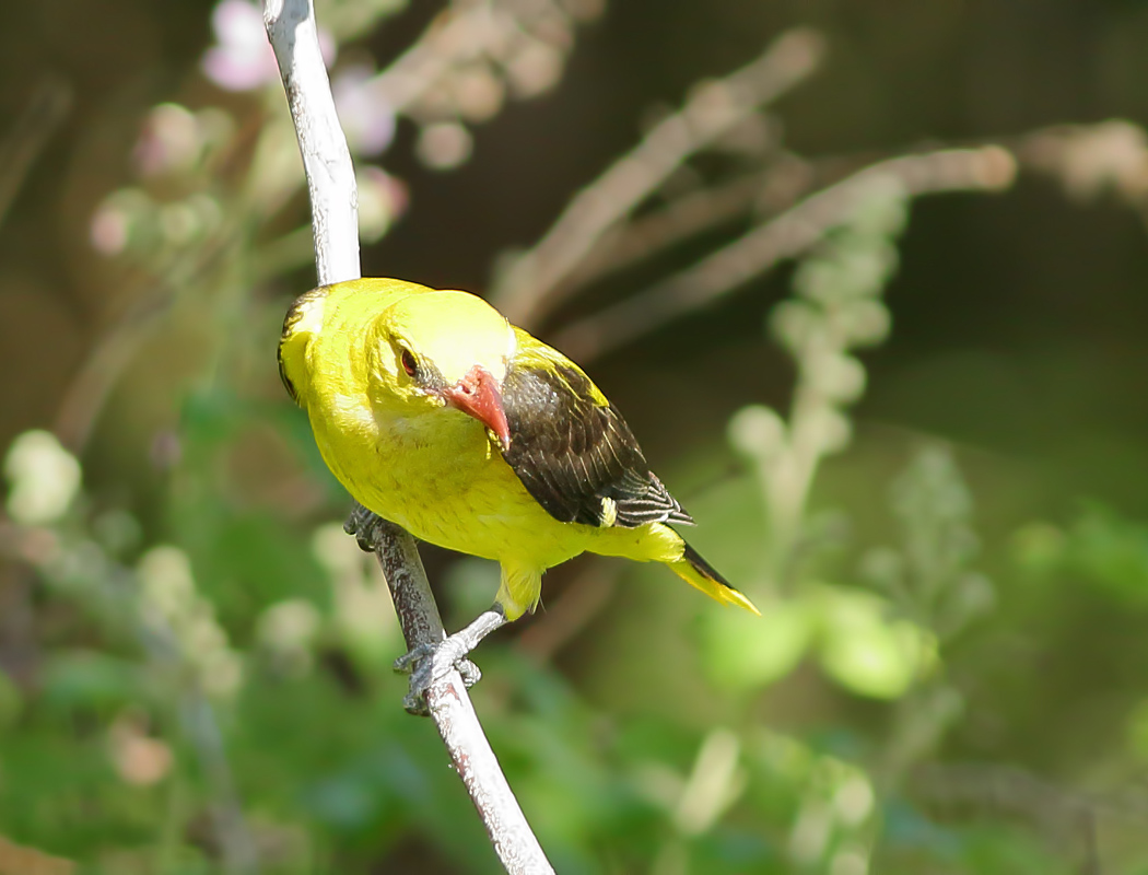 Eurasian Golden Oriole
