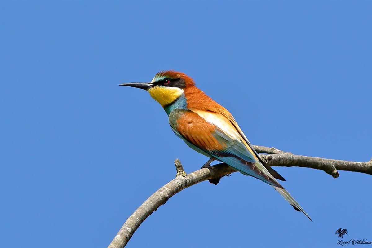 European Bee-eater