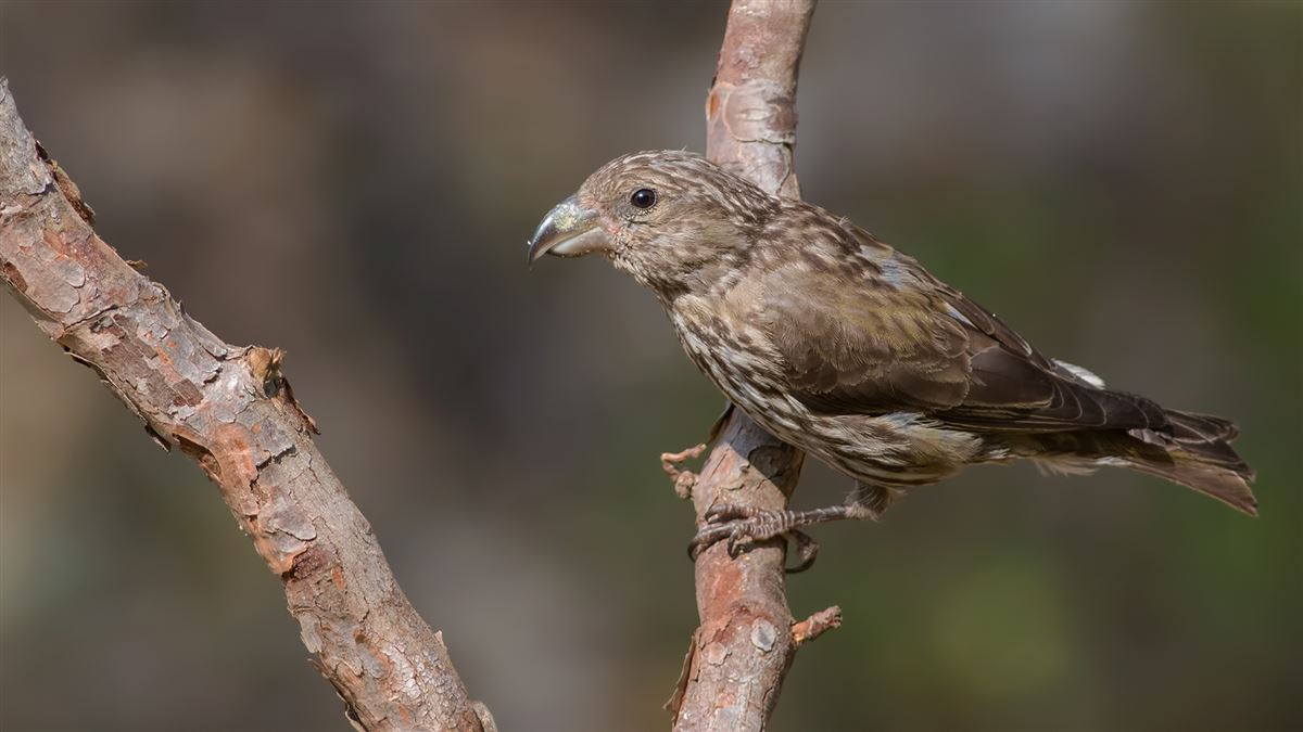 Red Crossbill