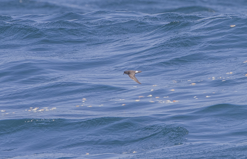 European Storm Petrel