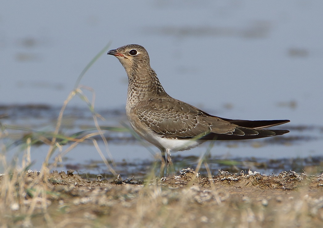 Collared Pratincole