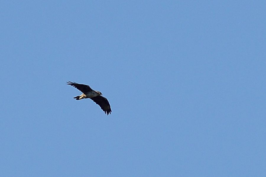 Bonelli`s Eagle