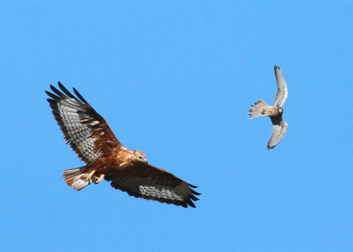 Common Kestrel