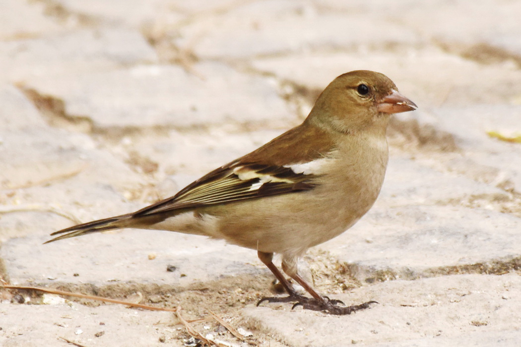 Eurasian Chaffinch