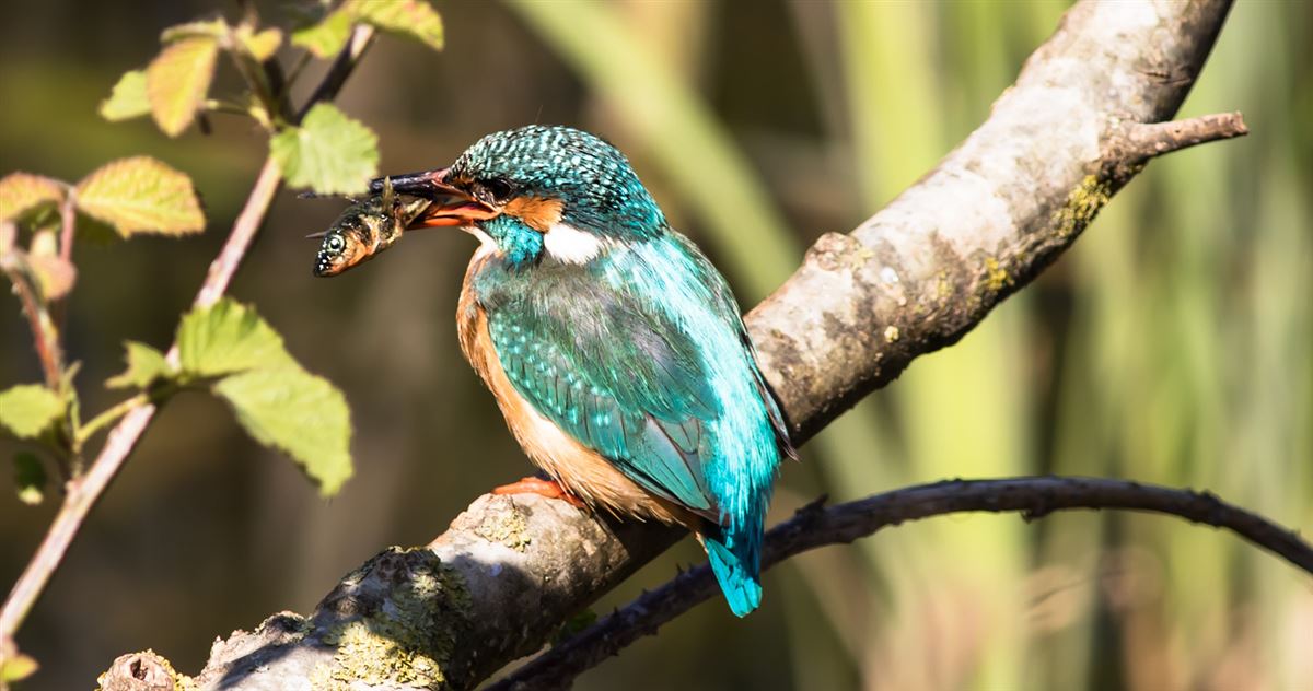 Common Kingfisher