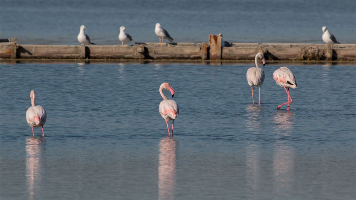 Flamingo